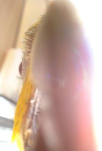 lora 6.jpg lora 6.jpg