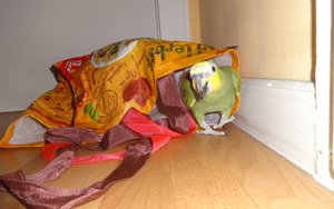 Lora 7.jpg Lora 7.jpg