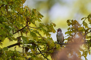 IMG_2396.jpg IMG_2396.jpg