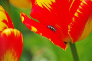 Schloßpark Jever (2).jpg