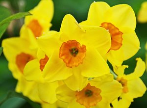 Schloßpark Jever (3).jpg