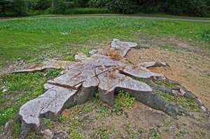 Reste der Ulme (4).jpg Reste der Ulme (4).jpg