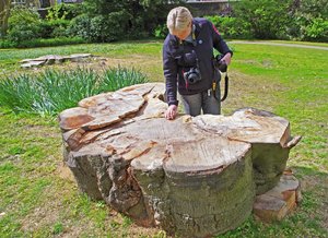 Reste der Ulme (2).jpg Reste der Ulme (2).jpg