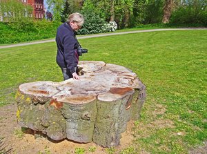 Reste der Ulme (3).jpg Reste der Ulme (3).jpg