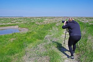 Salzwiesen 11.Mai 17 (1).jpg