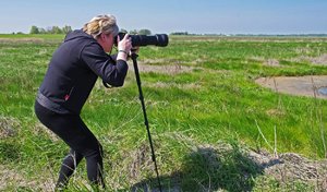 Salzwiesen 11.Mai 17 (2).jpg