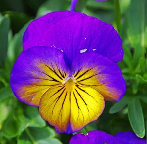 Stiefmütterchen (4).jpg