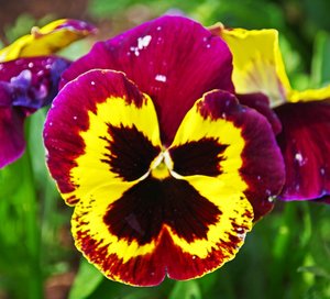 Stiefmütterchen (3).jpg