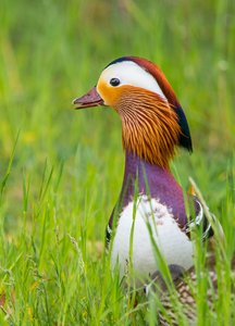 comp_Garten 2017-7653.jpg