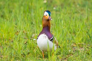 comp_Garten 2017-7660.jpg