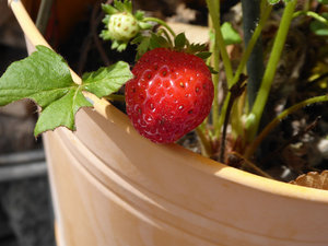 erdbeere.jpg