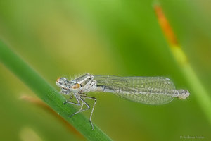 2017-05-22 17-48-14 (A,Radius4,Smoothing2).jpg