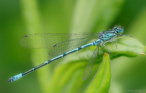 2017-05-22 20-36-11 (A,Radius2,Smoothing6)-2.jpg