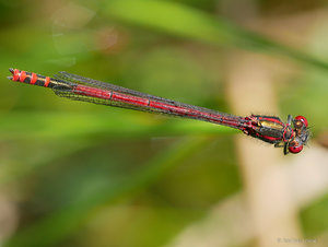 P1130285_SHARPEN projects.jpg