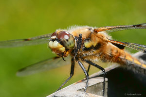 P1130362_SHARPEN projects.jpg