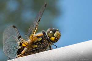 P1130449_SHARPEN projects.jpg