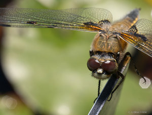 P1130472_SHARPEN projects.jpg