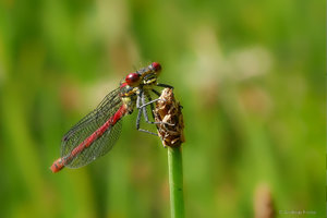 2017-05-25 18-54-07 (A,Radius4,Smoothing4)-3.jpg