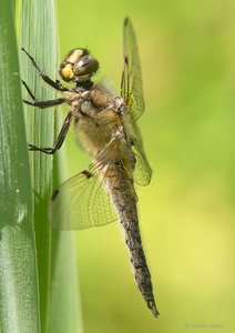 P1140256_SHARPEN projects.jpg