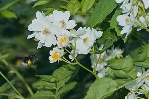 Forum SDIM1841cr SD14 + 28-80©PPf.jpg