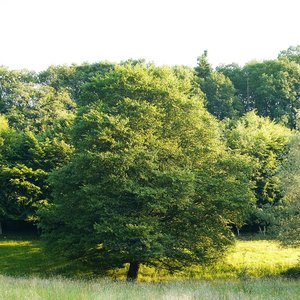Forum SDIM1865spp64psf cr SD14 + 28-80©PPf.jpg