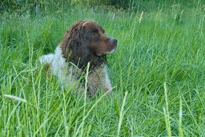 Forum SDIM1874 SD14 + 28-80©PPf.jpg