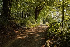 Forum SDIM1882psf SD14 + 28-80©PPf.jpg