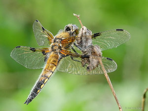 2017-06-03 07-27-55 (B,Radius30,Smoothing2)-Bearbeitet.jpg