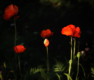 Fotoforum 116 (4 von 4).jpg