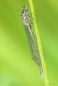 2017-06-04 20-06-46 (A,Radius8,Smoothing4)-2.jpg