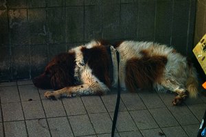 Forum SDIM1954fsiv ©PPf.jpg