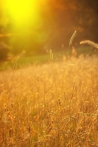 Forum SDIM1973psdpsf ©PPf.jpg