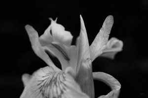 Forum SDIM1903rb0psdtwnipsfbw ©PPf.jpg