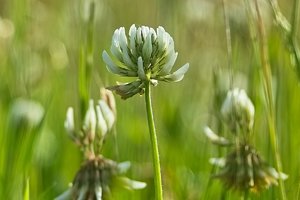 Forum SDIM1991 SD14 + 28-80 psdq ©PPf.jpg