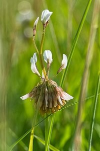 Forum SDIM1995 SD14 + 28-80 ©PPf.jpg