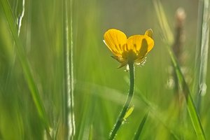 Forum SDIM2001 SD14 + 28-80 ©PPf.jpg