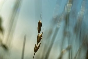 Forum SDIM2005 SD14 + 28-80 psdpsf ©PPf.jpg