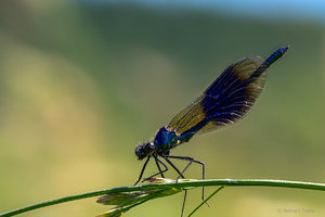 2017-06-08 16-56-29 (A,Radius8,Smoothing2)_SHARPEN projects.jpg