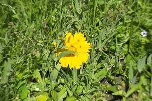 Forum IMG00904psd ©PPf.jpg