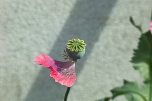 Forum IMG00908psd ©PPf.jpg