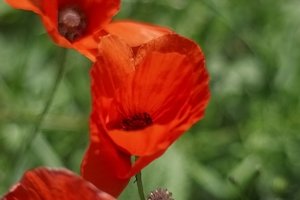 Forum IMG00927krmpsdcr ©PPf.jpg