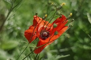 Forum IMG00928krmpsd ©PPf.jpg