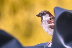 Forum SDIM2092 SD14 + 70-300mm ©PPf.jpg