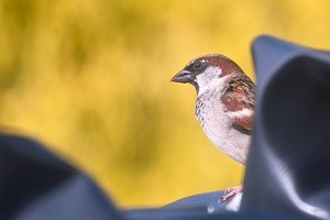 Forum SDIM2093 SD14 + 70-300mm ©PPf.jpg