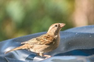 Forum SDIM2095 SD14 + 70-300mm ©PPf.jpg