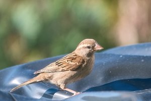 Forum SDIM2096 SD14 + 70-300mm ©PPf.jpg