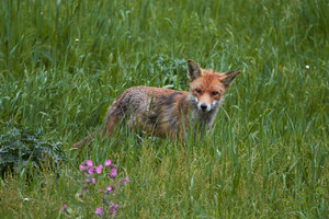 IMG_3333_1.jpg IMG_3333_1.jpg