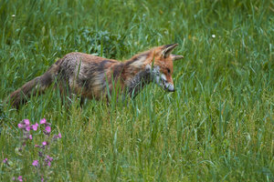 IMG_3334_1.jpg IMG_3334_1.jpg