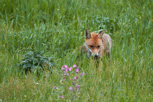 IMG_3336_1.jpg IMG_3336_1.jpg