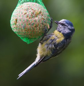 comp_Garten 2017-8797-2.jpg